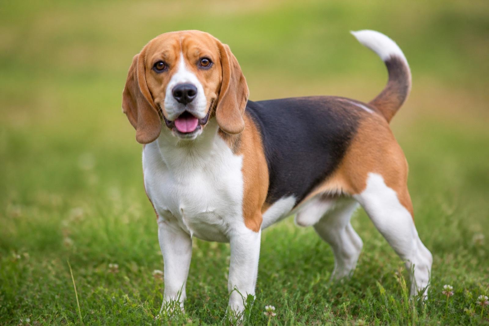 Beagle adulto ao ar livre