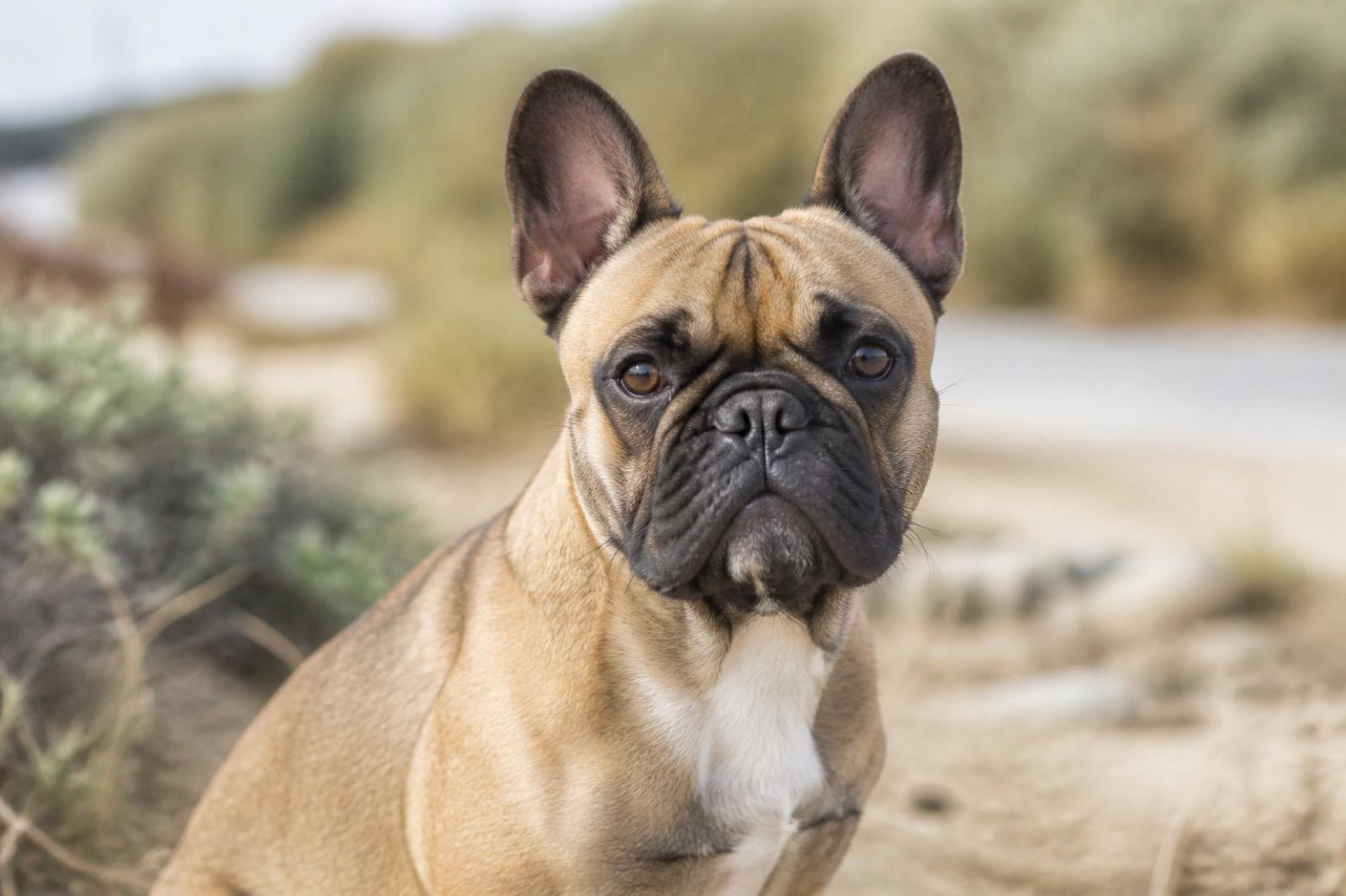 Bulldog Francês adulto em ambiente doméstico