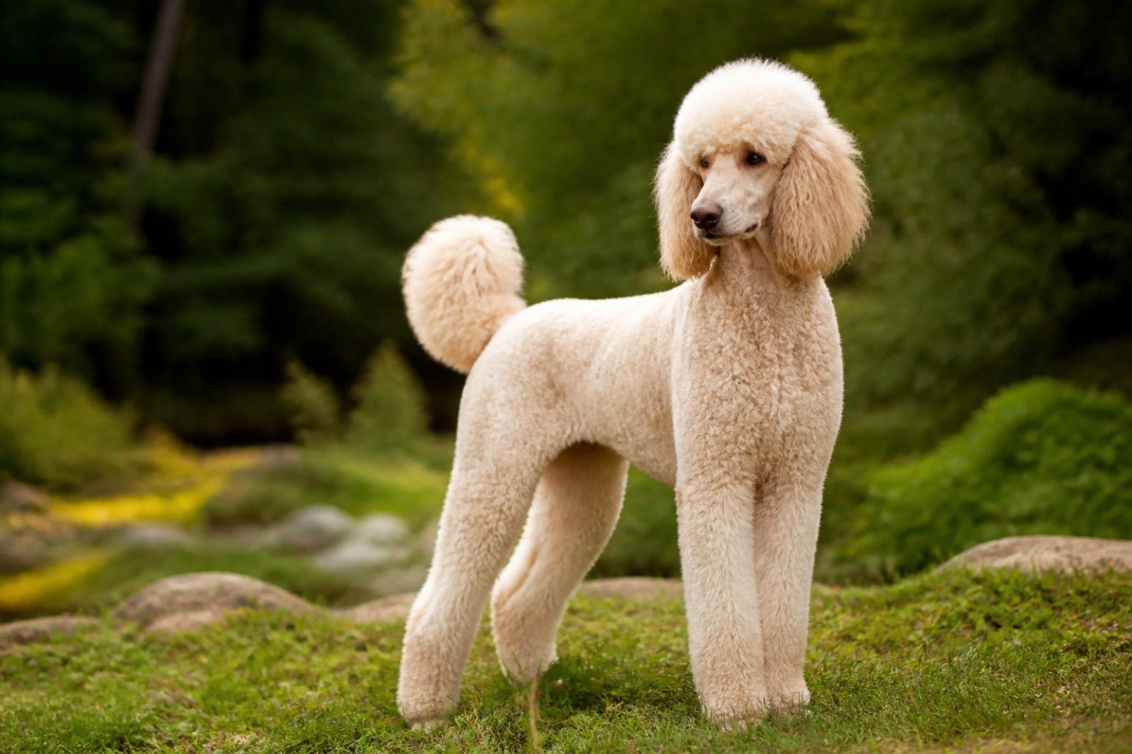 Caniche (Poodle) adulto bem cuidado