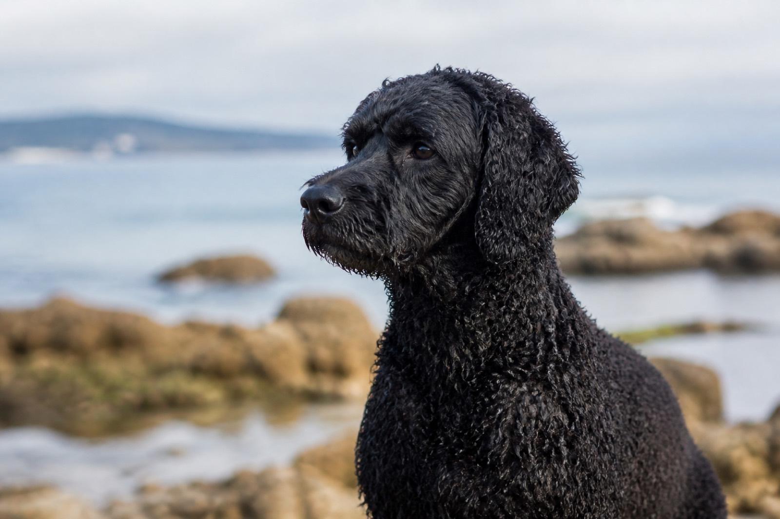 Cão de Água Português adulto junto à água