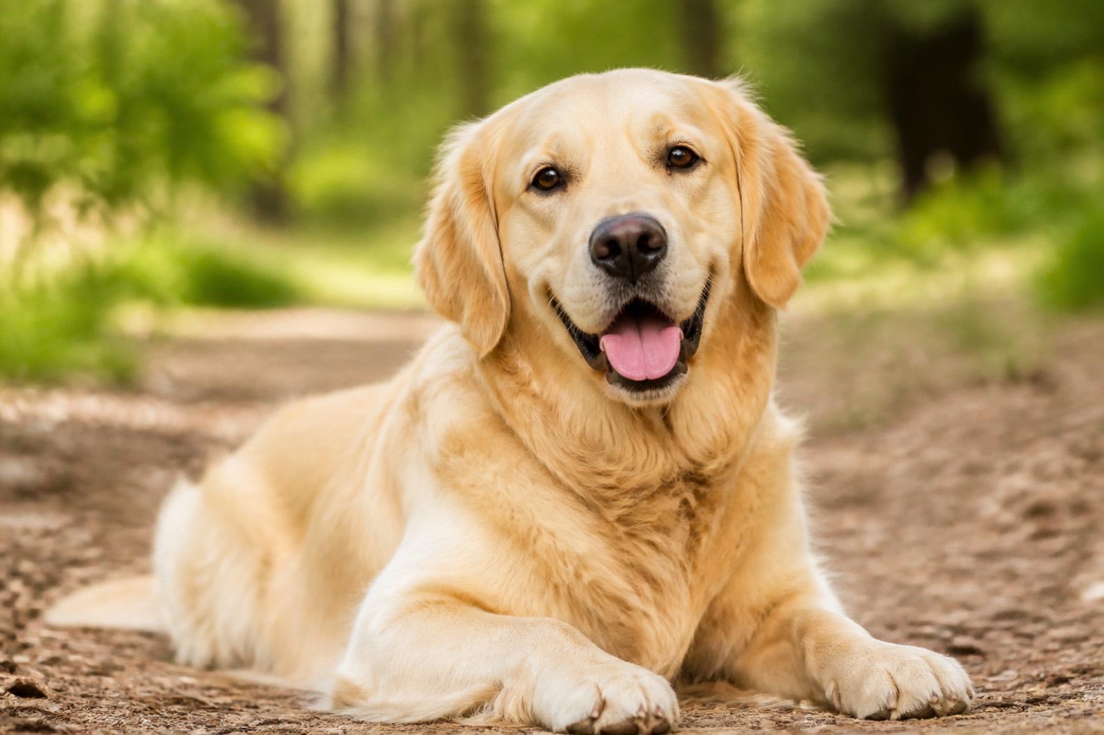 Golden Retriever adulto ao ar livre
