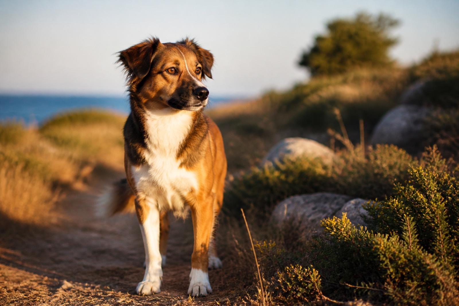 Cão saudável ao ar livre em dia de sol