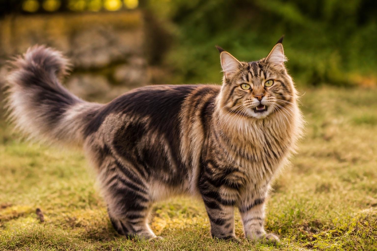 Maine Coon adulto de pelo longo ao ar livre