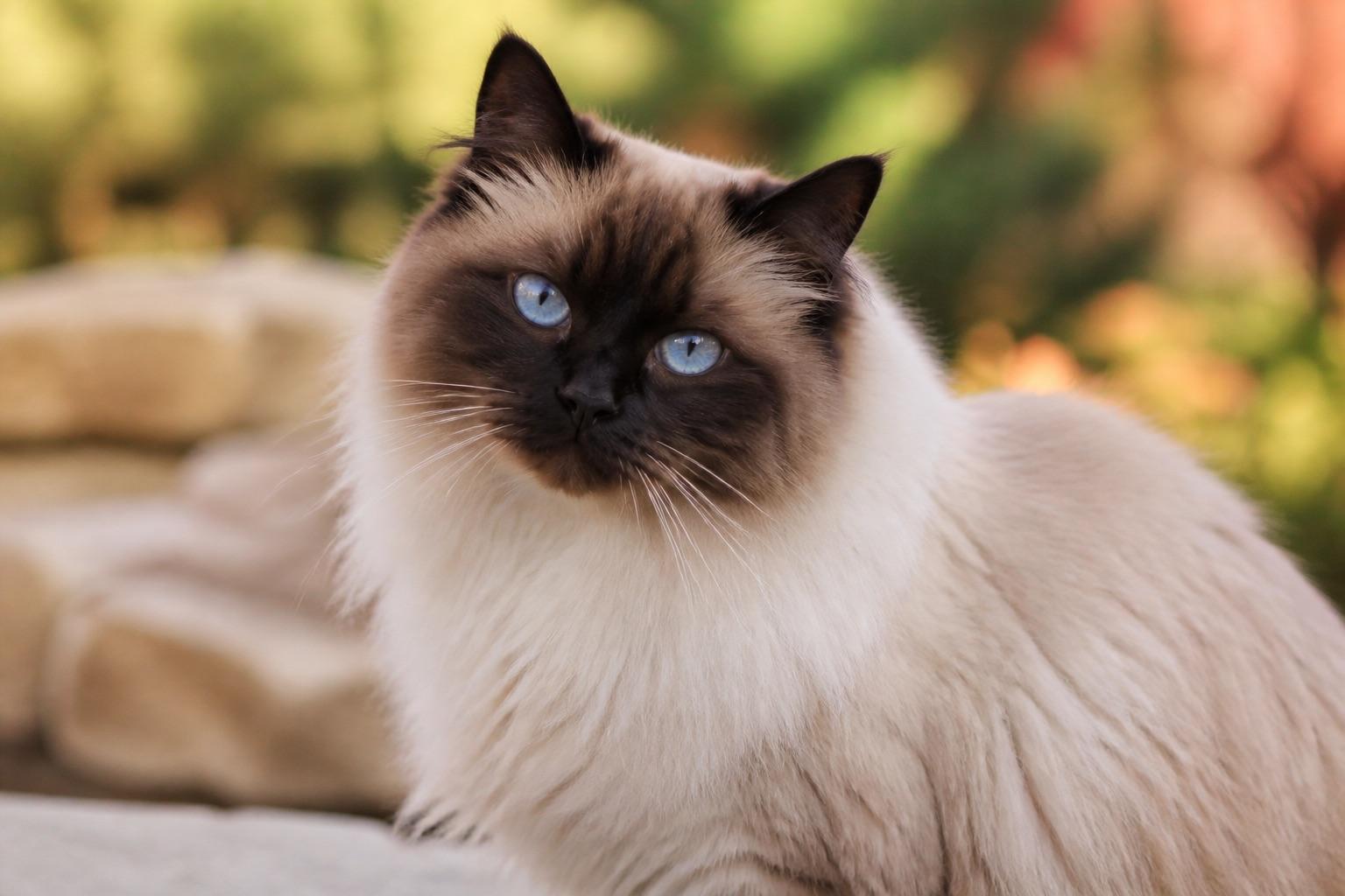 Ragdoll adulto de temperamento dócil e olhos azuis