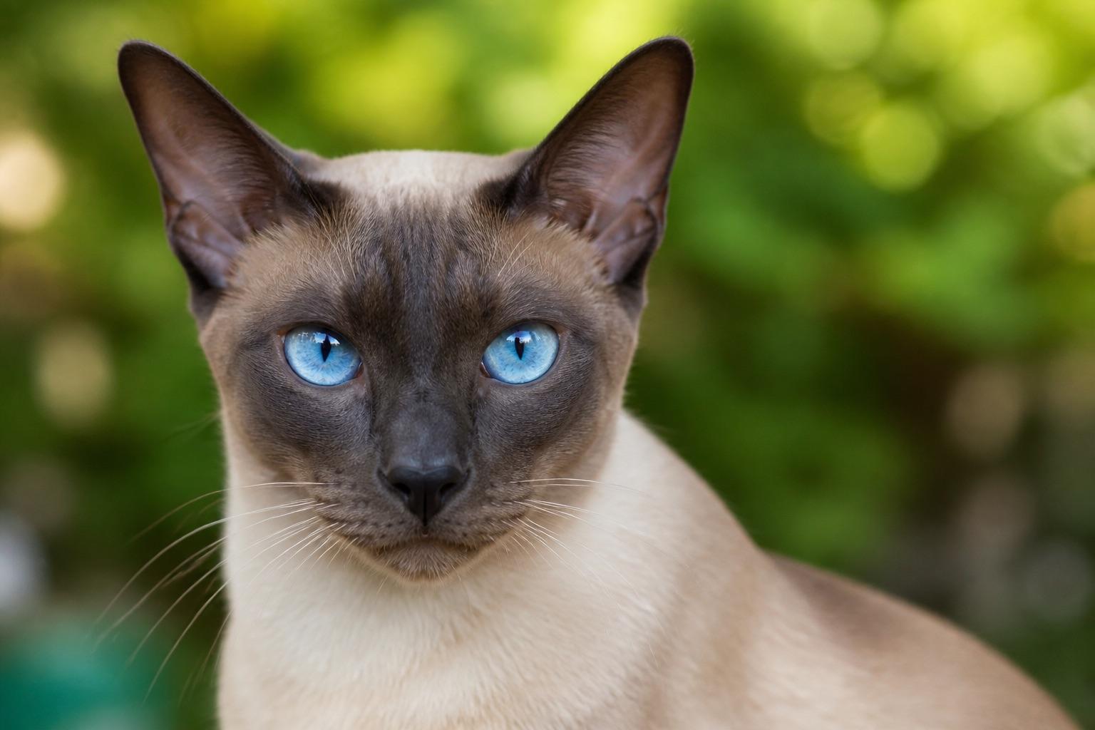 Gato Siamês adulto com olhos azuis marcantes