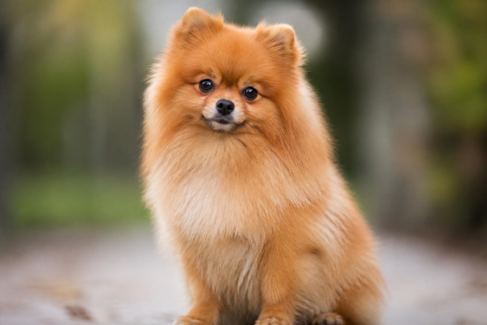 Spitz Alemão (Pomeranian) adulto com pelagem farta