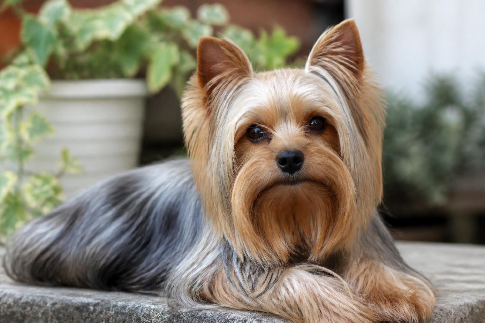 Yorkshire Terrier adulto com pelagem bem cuidada
